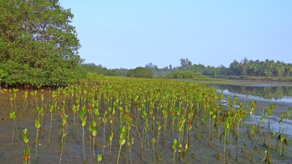  Inde : un couple reboise la forêt depuis 30 ans