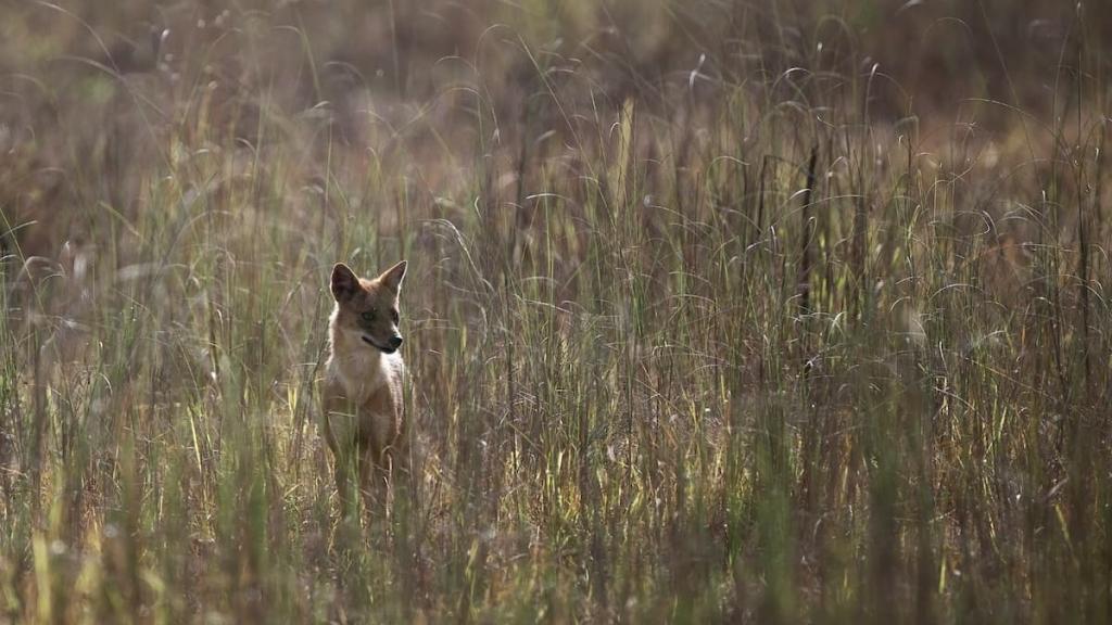 Chacal doré dans la nature