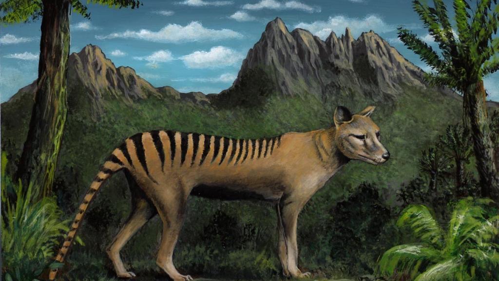 Tasmanie tigre