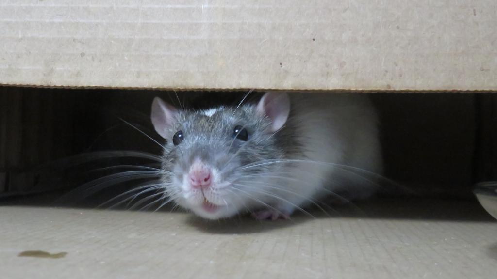 Le rat, une espèce invasive