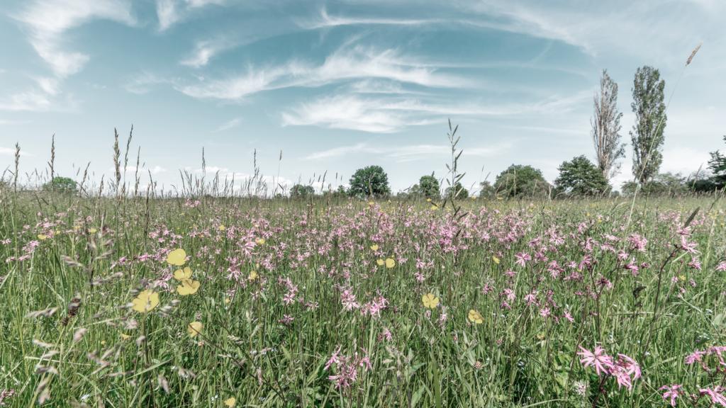 Biodiversité 