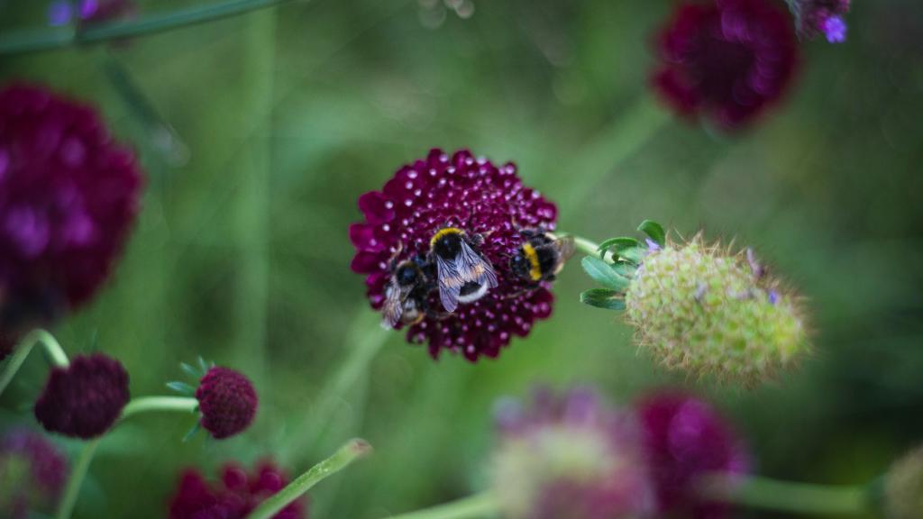 Abeilles et bourdons, fleurons de la biodiversité du jardin