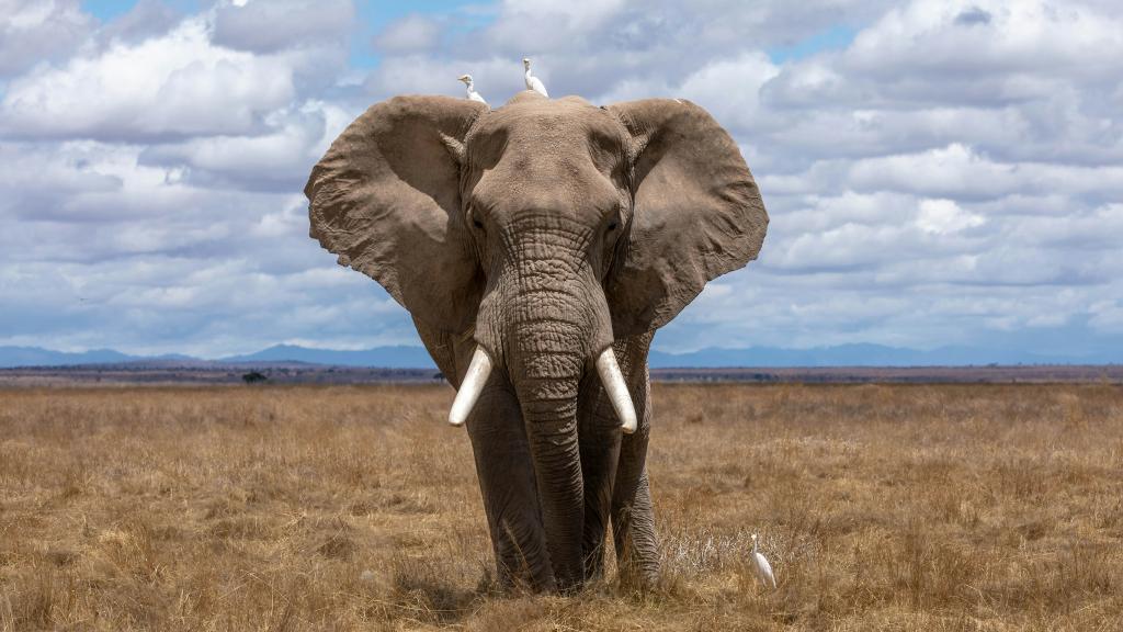 Les éléphants sont des espèces menacées