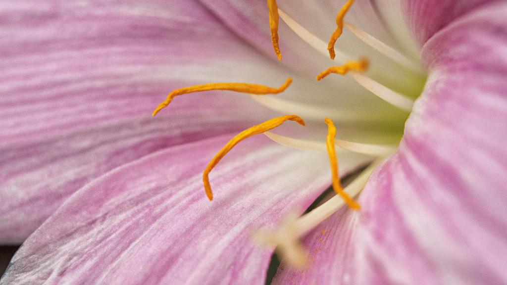 Les fleurs se reproduisent elles-mêmes faute d'insectes