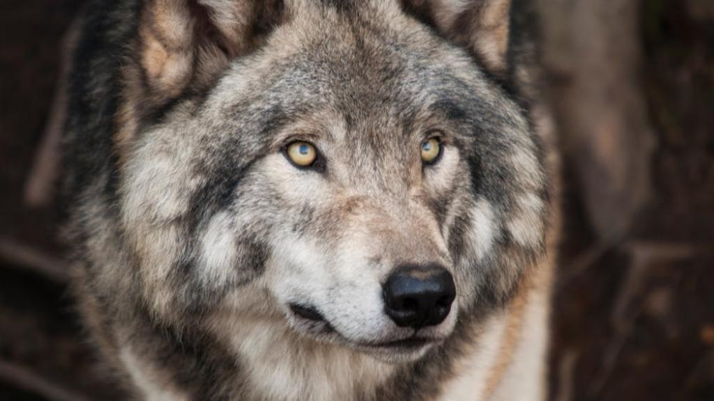 Le loup gris, un super animal pour le climat