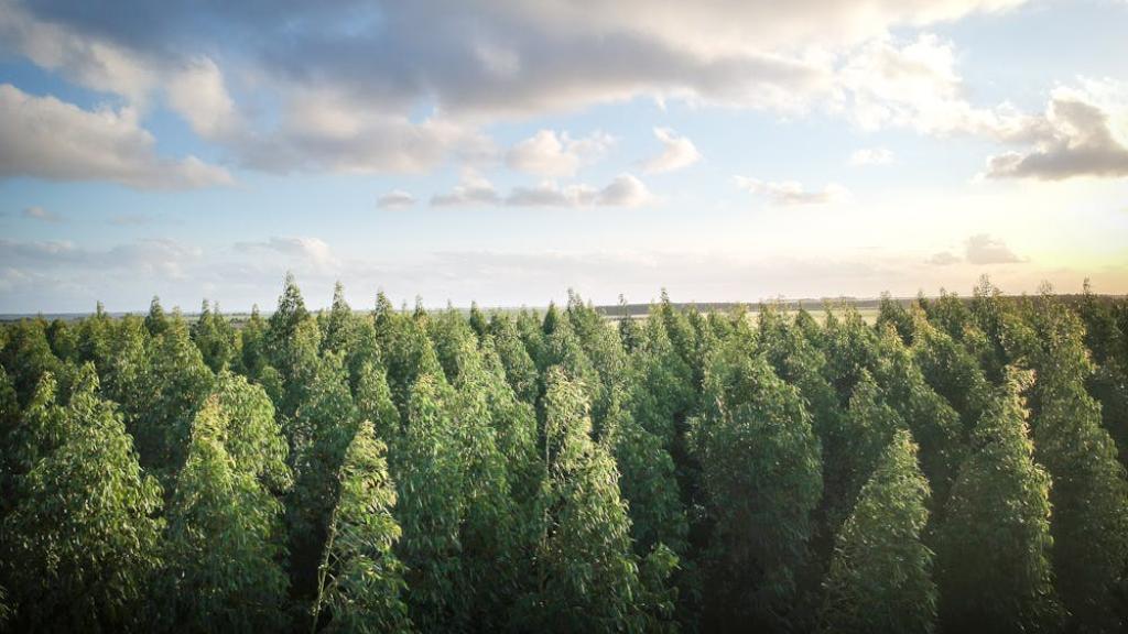 Cocoon une initiative pour la reforestation 