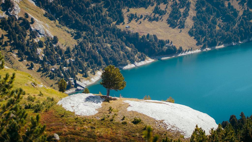 Forêt des pyrénées 