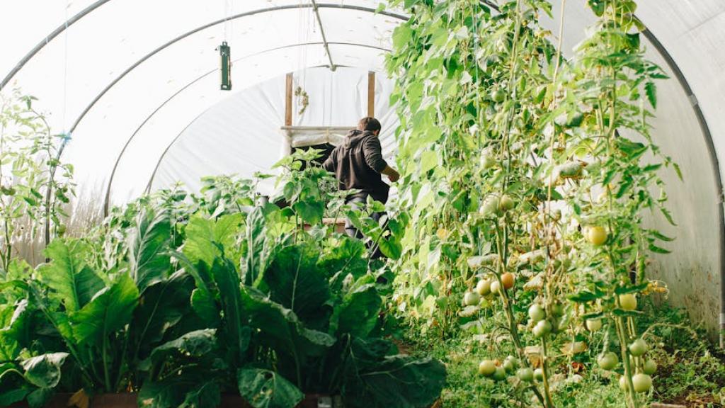 La cité maraichère à Romainville pour produire des légumes en agriculture durable