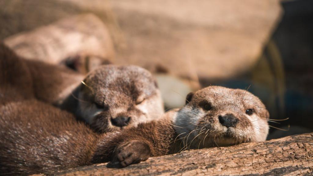 Loutre de Normandie