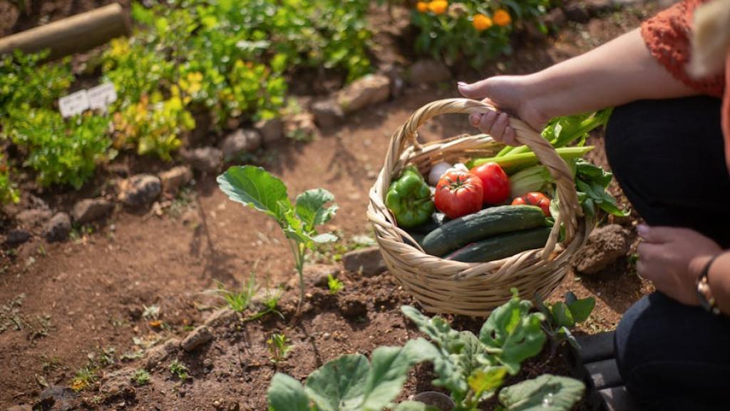 Potager en permaculture