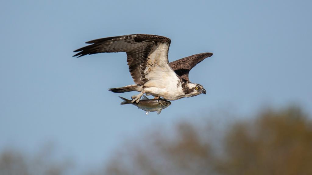 Le Balbuzard Pêcheur, une espèce d'oiseau protégée en Corse