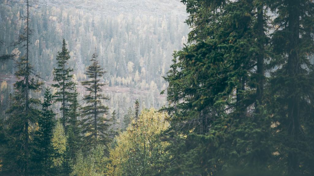 foret