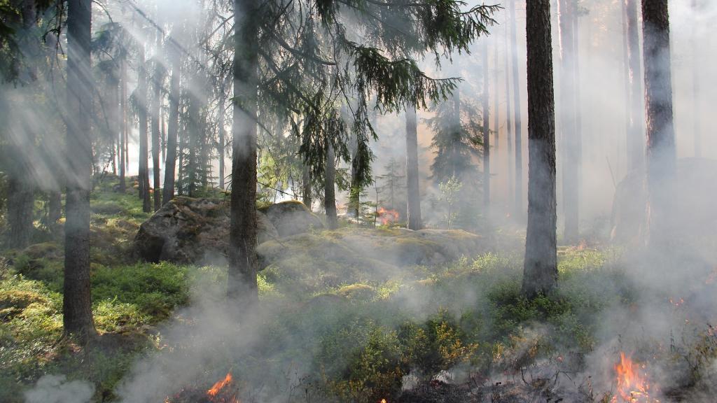 foret qui brule