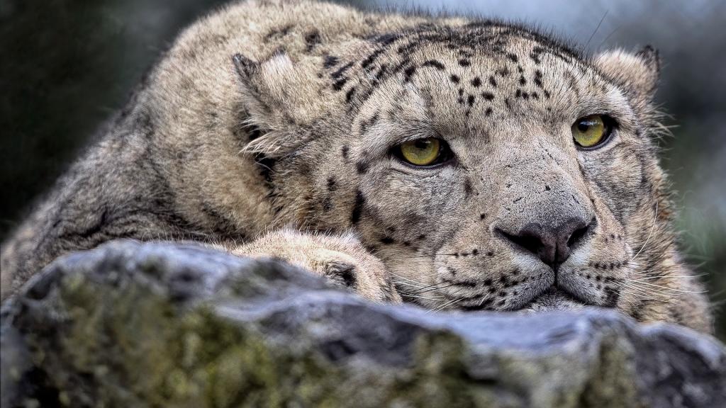 les terres de natae leopard