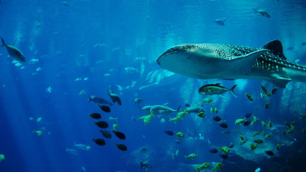 requin baleine
