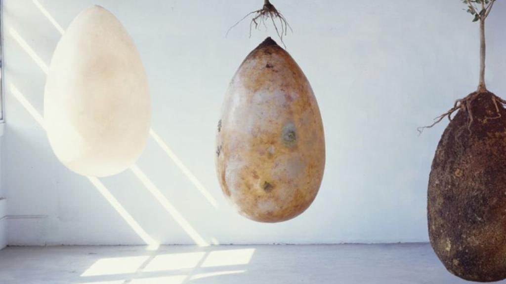 Capsula Mundi
