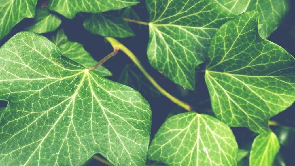plantes invasives