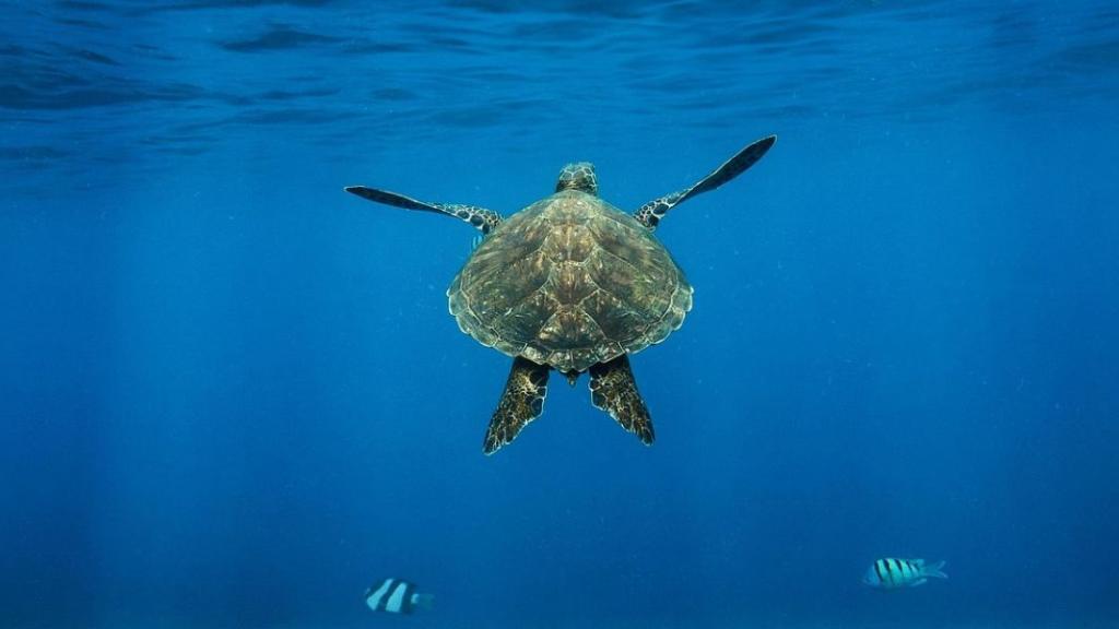 Doyennes des océans, les tortues marines voient leur population augmenter malgré les menaces qui pèsent sur leur tranquillité