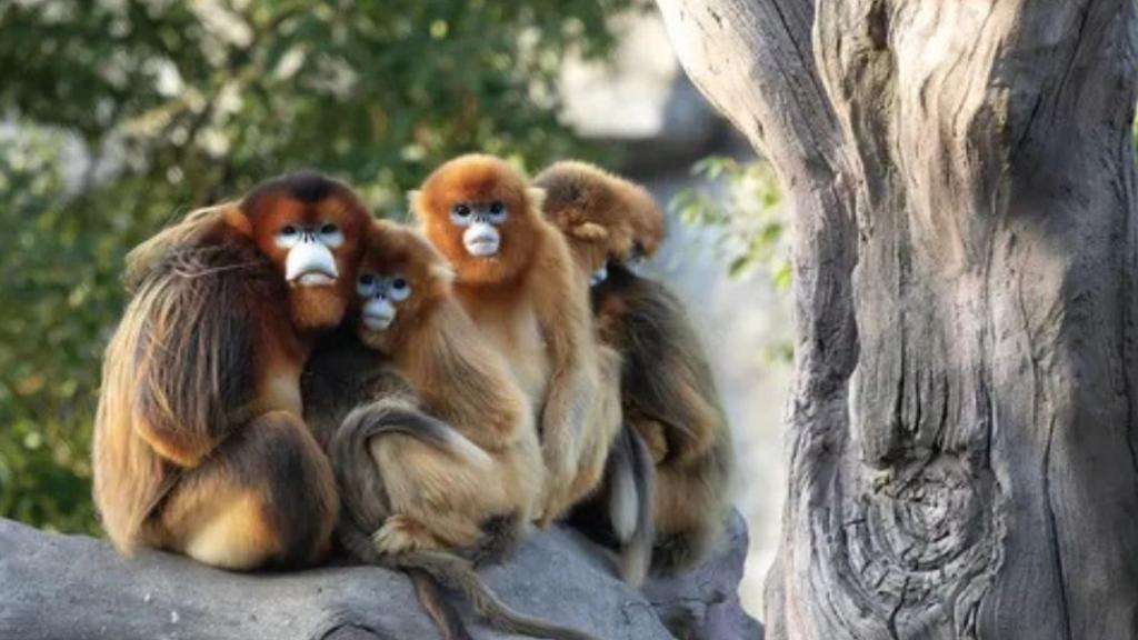 Les singes dorés viennent d'arriver au ZooParc de Beauval ! Découvrez cette espèce rare accueillie pour la première fois hors d’Asie au célèbre zoo français.