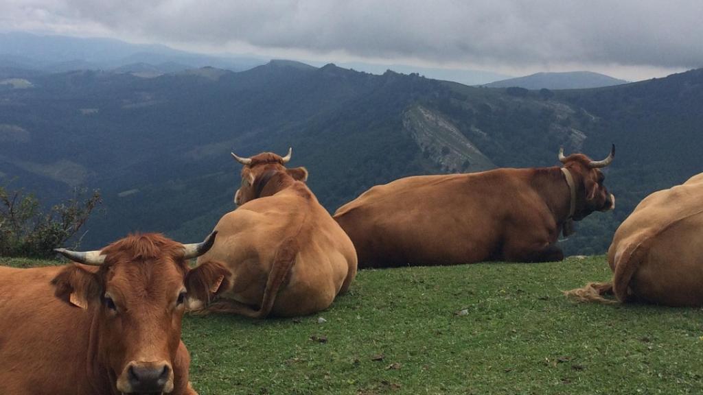 vaches