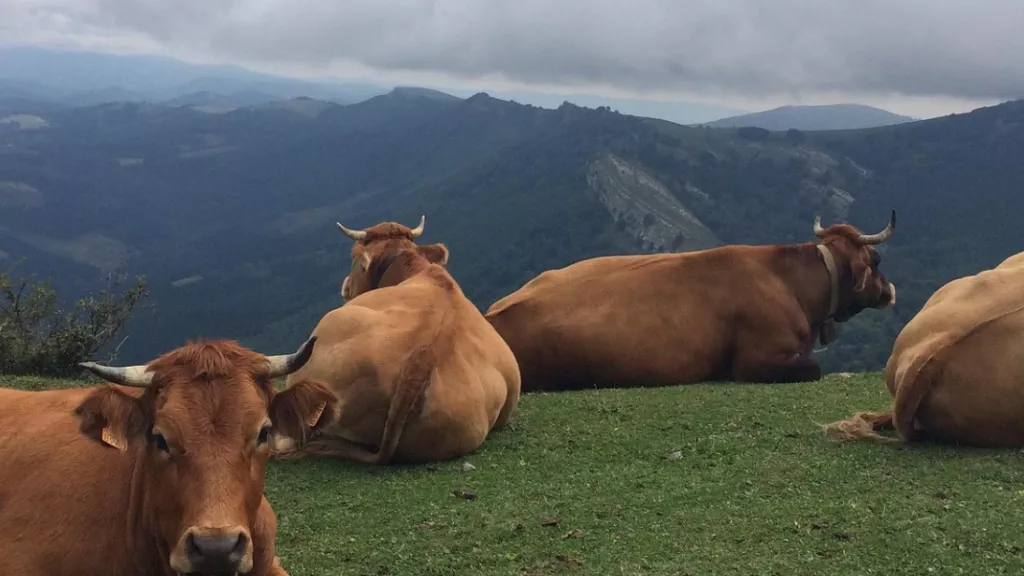 vaches