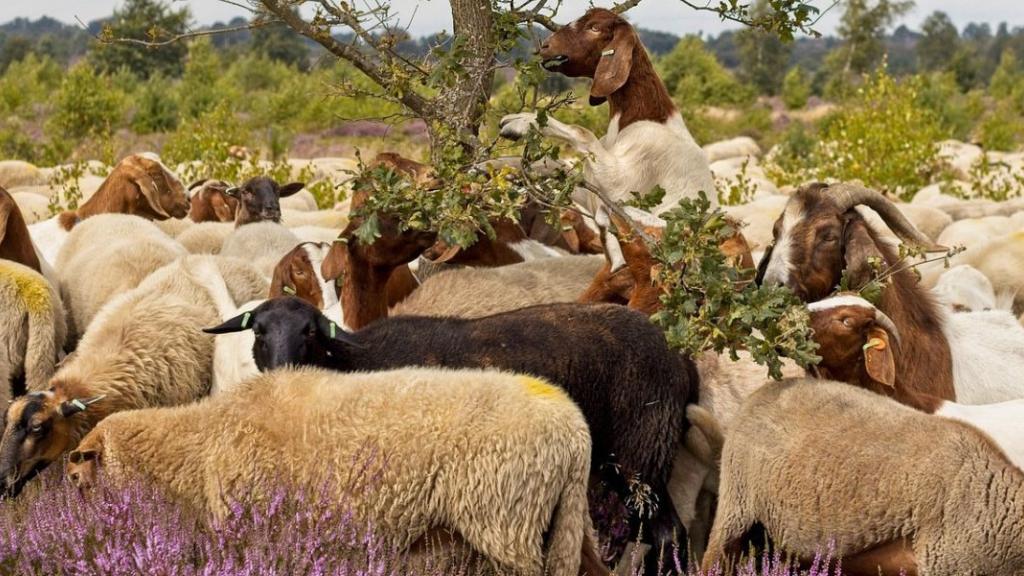 MOUTONS TONDEUSES