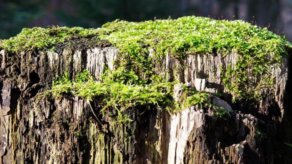 Champignon mangeur de plastique : un espoir pour l'environnement ?