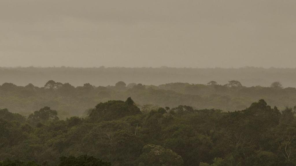 Déforestation au Brésil : recul historique en Amazonie