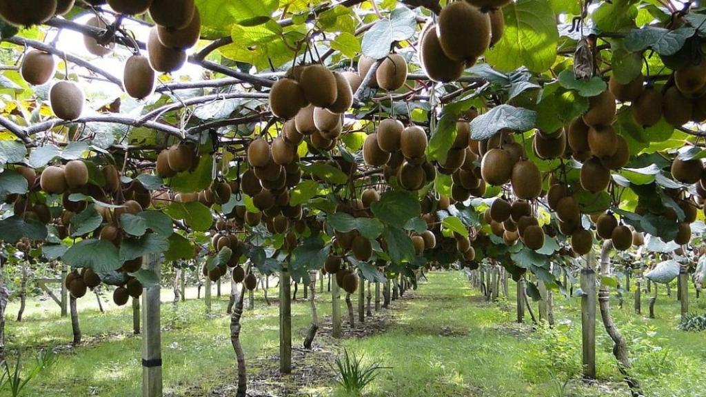 Alimentation durable : bâtir un système alimentaire équitable et vertueux