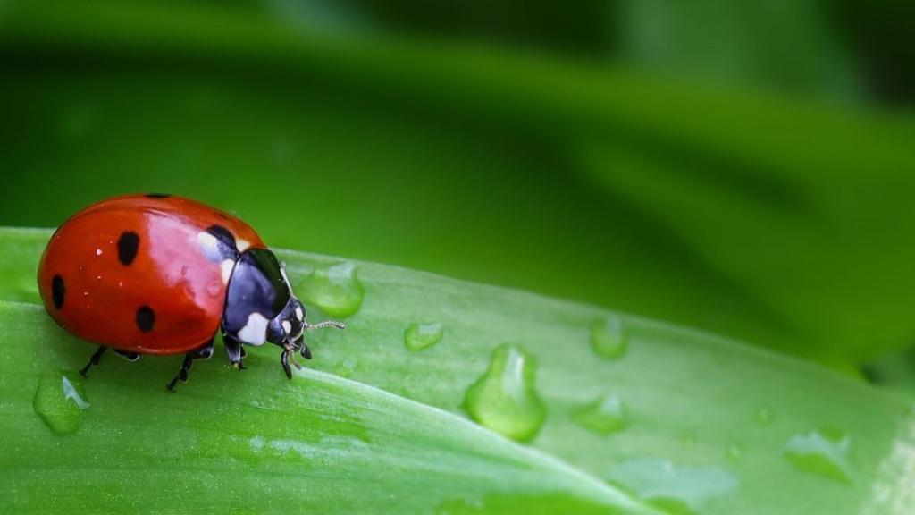 Comment protéger les insectes et soutenir la biodiversité en hiver ?