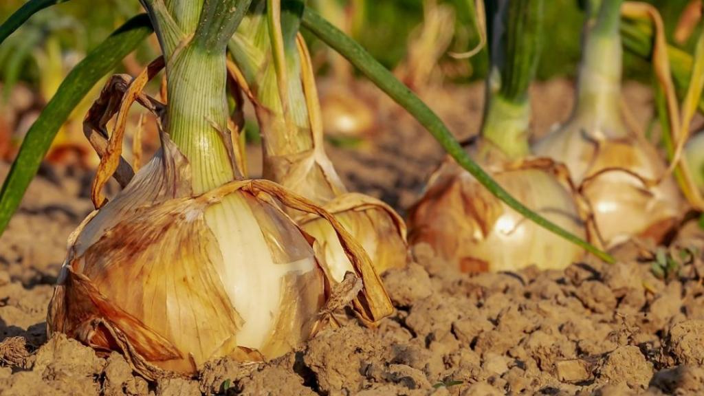 À Saint-Junien, un potager municipal fournit la cantine en légumes bio