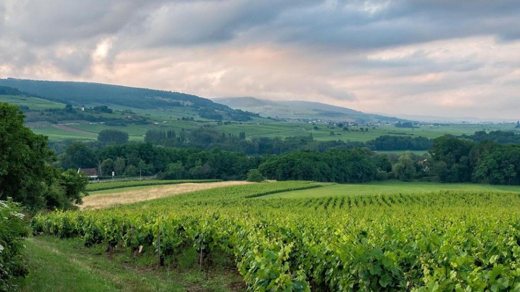 Voici pourquoi la France ferme ses frontières à certains fruits et légumes importés