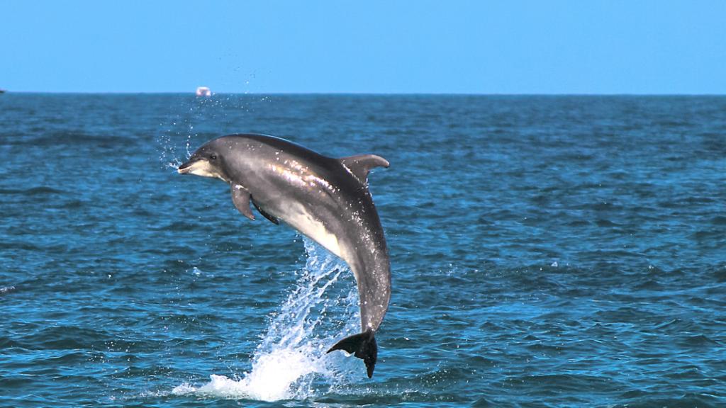 Trêve hivernale : l'arrêt de la pêche réduit de 60% les captures de dauphins