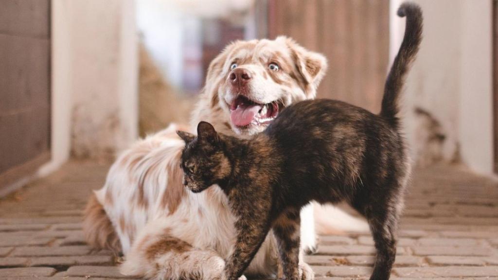 Animo Impact : La nouvelle filière de recyclage de l'emballage petfood