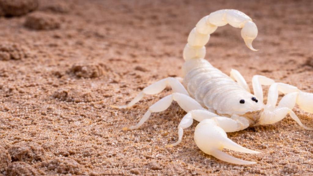 Scorpions blancs, coléoptères : les étonnantes découvertes en Guadeloupe