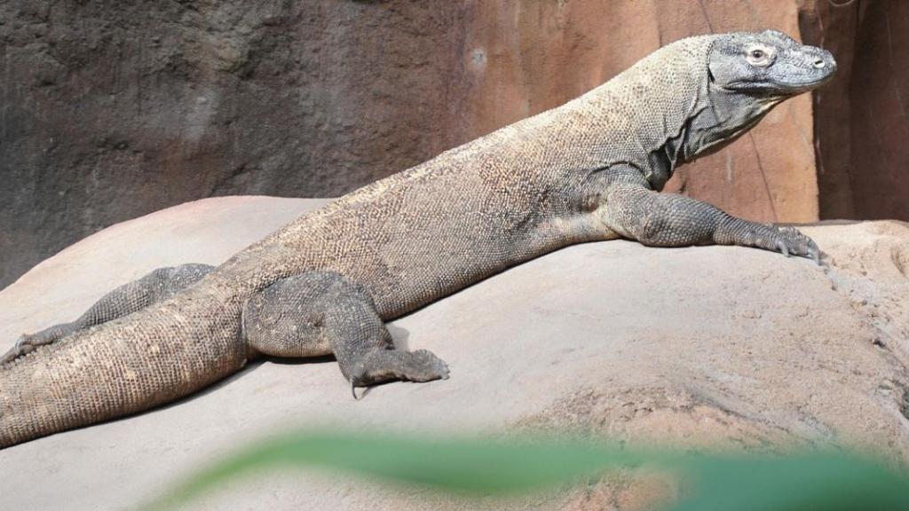 Dragon de Komodo