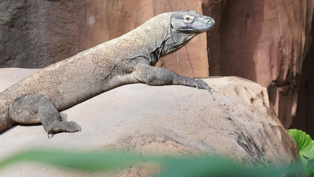 Dragon de Komodo
