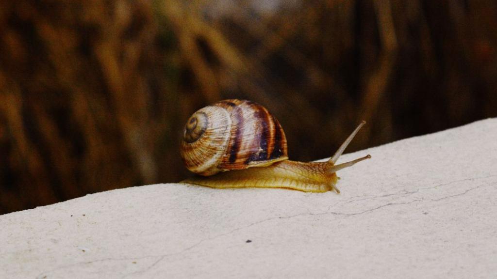 Escargot des Bermudes : le sauvetage in extremis d'une espèce terrestre