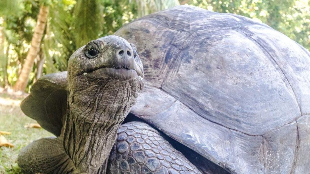 Journée mondiale de la tortue : on vous présente Jonathan, 193 ans, doyen des animaux terrestres