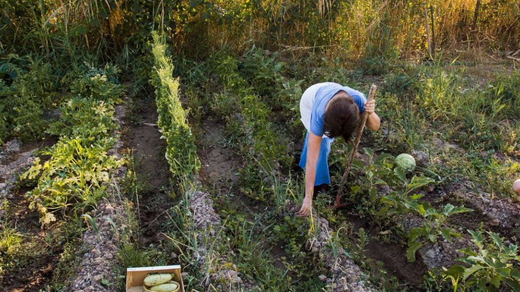 Agroforesterie : Réintroduire l’arbre dans les champs pour restaurer les sols