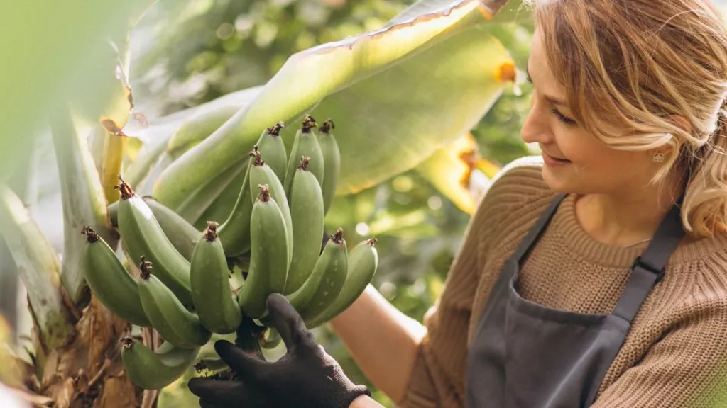 Ils transforment des déchets de bananiers en jeans