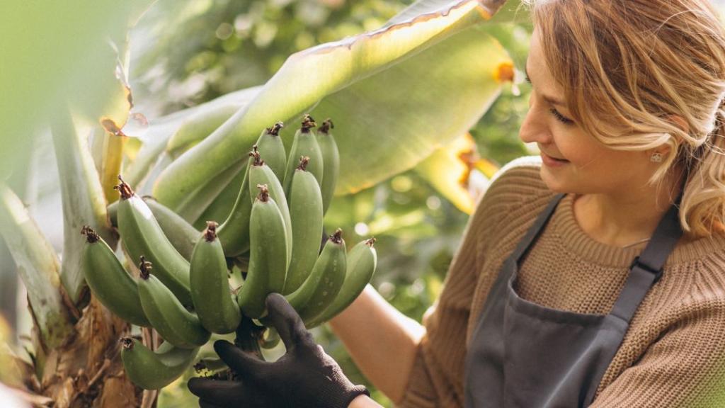 Ils transforment des déchets de bananiers en jeans