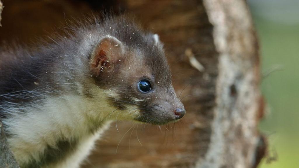Deux espèces de marsupiaux que l’on croyait éteintes depuis 6.000 ans redécouvertes en Indonésie