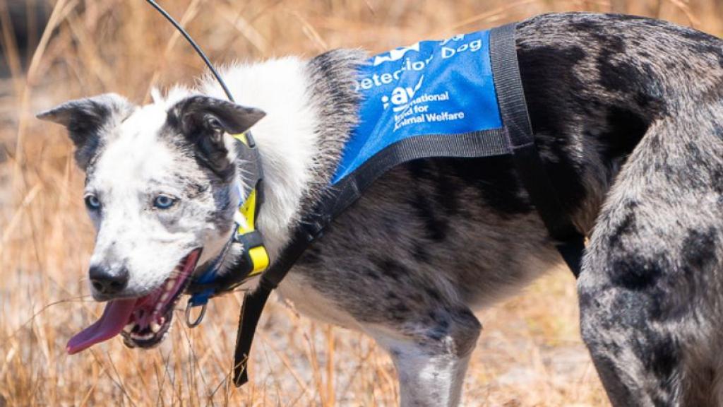Retraite de Bear : l’Australie lance un appel pour trouver un nouveau chien de conservation