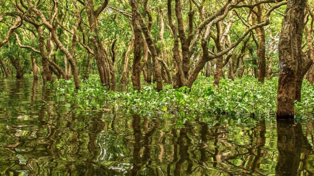 Journée mondiale des mangroves : ce qu’il faut savoir sur ces forêts hors du commun