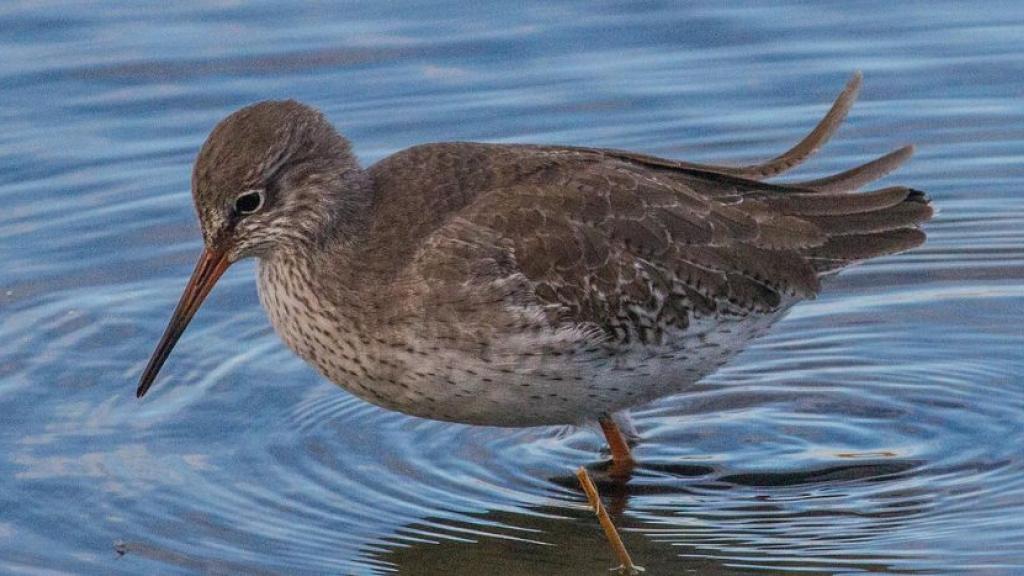 Protection de la biodiversité : faute de moyens, la France ne pourra pas atteindre ses objectifs