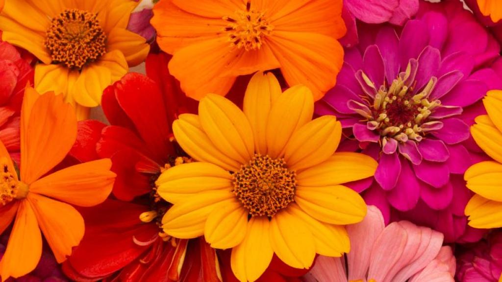 Smartflower : faut-il investir dans cette fleur solaire en 2026 ?