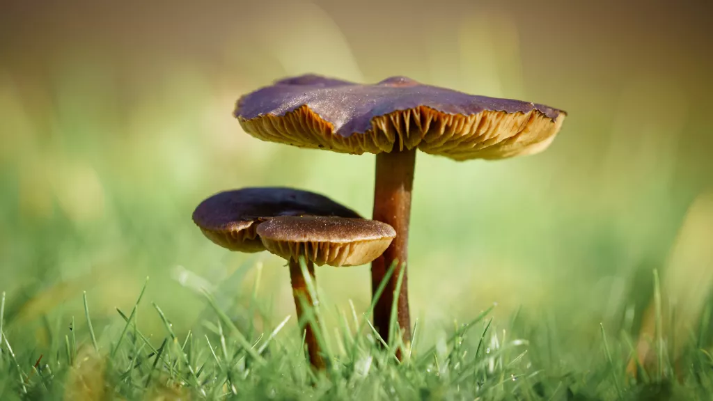 Plantes, champignons : ces organismes qui pourraient dépolluer les sols abîmés par l’industrie