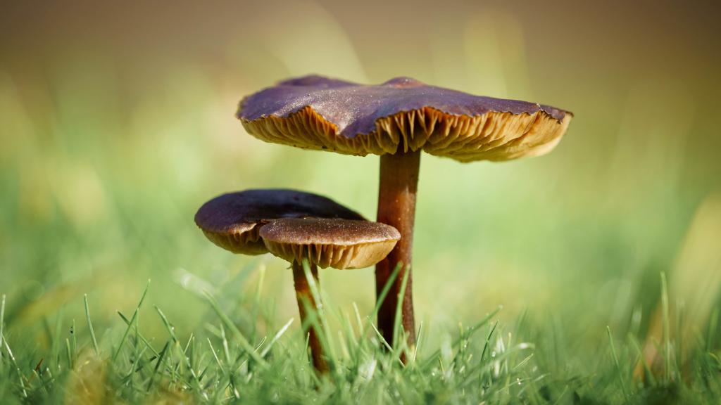 Plantes, champignons : ces organismes qui pourraient dépolluer les sols abîmés par l’industrie