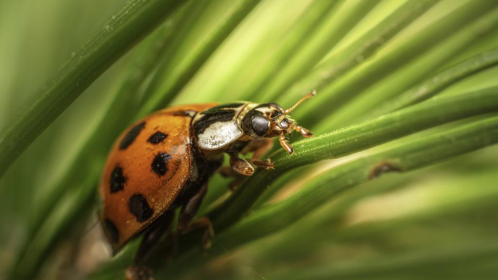 Que se passerait-il si tous les insectes disparaissaient ?